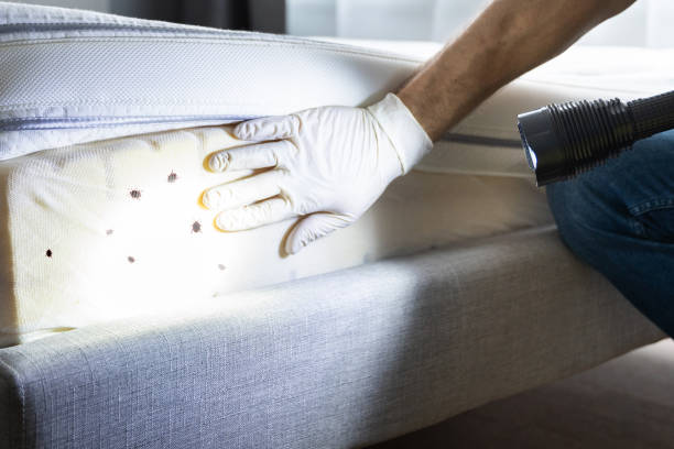 Best Flea Control Services  in East Marion, NY