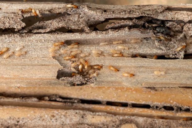 Best Wildlife Control Services  in East Marion, NY