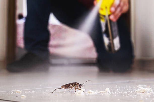 Best Termite Control Services  in East Marion, NY
